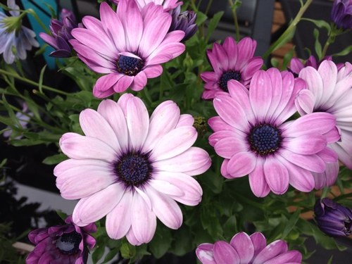 solveigb75's profile picture. 