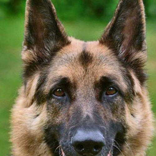 snb3203's profile picture. Very happily married and devoted born again followers of our Savior JESUS Christ!