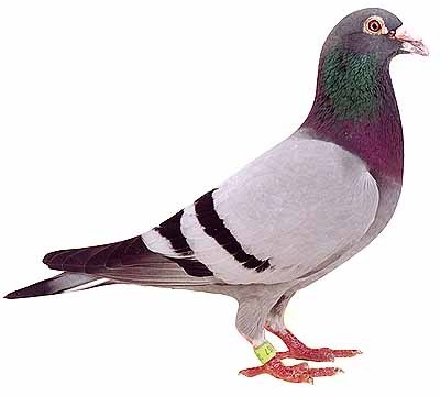 potatopigeon's profile picture. Nothing compares to the simple pleasure of a bike ride.