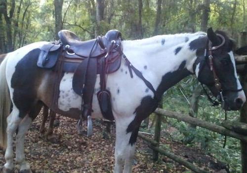 cjbsilva's profile picture. 