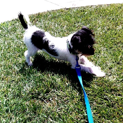Love That Dog Hollywood Kids & Animals Radio Show. Saturday 10-noon pst on Global Voice Radio.