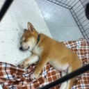 Nick Puleo - @nickjopuleo - Twitter