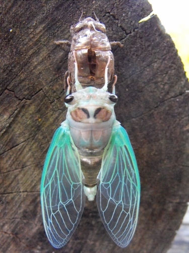 Life Long Student of Science & Nature