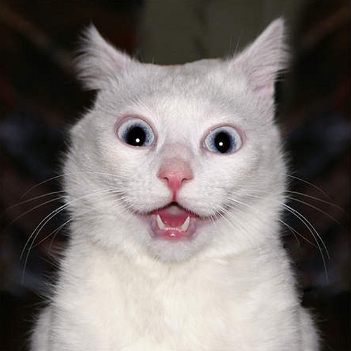 hey im a cat i like catnip and hanging out with my fellow pussys im also a feisty banger