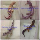 Gerald Ong - @reptilelover12 - Twitter