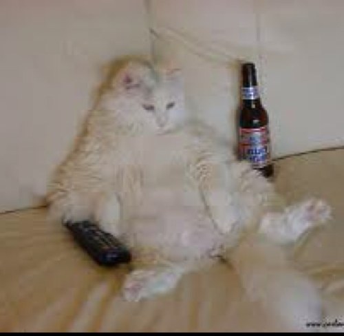 ShitIDontDo's profile picture. 