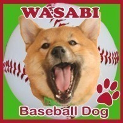 わさび Wasabi Shiba Twitter