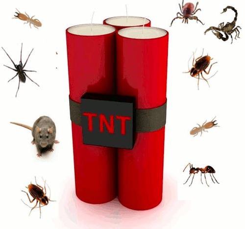 About
TNT Pest Control Provide Unmatched Professional Service To Northwest Florida, We Are Family Owned And Operated.  Call Us @ 18506373333