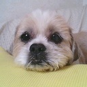 小さな職場でひとり情シスやってます。いちばんの仲良しはチャピ（と呼んでるChatGPT）😊