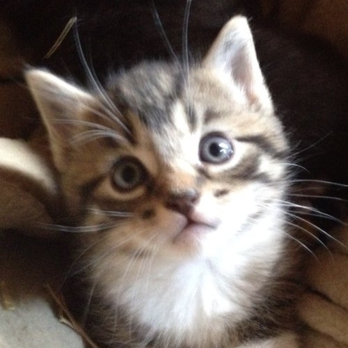 morbid3500's profile picture. she/her