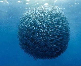 Ghourabaa's profile picture. Umar : Si tu en es capable, soit un savant, si tu ne peux pas soit alors un étudiant, si tu ne peux pas alors aimes-les, si tu ne peux pas ne les détestes pas.