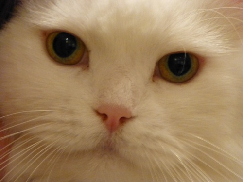 Mr_Catty's profile picture. Cat with ambitions to clean fluffy fur, a clean litter tray and world domination