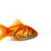 FishTopsites (@fishtopsites) Twitter profile photo