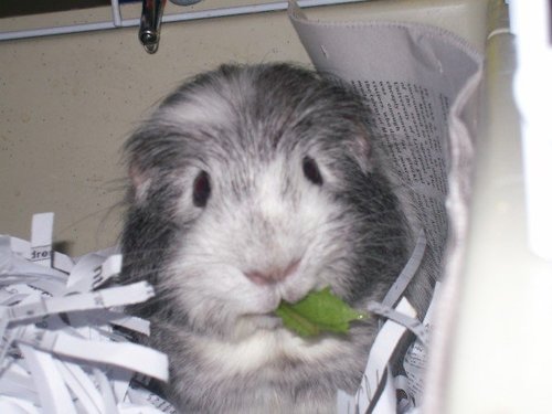 ilfrostino's profile picture. 