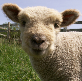 Barrrrrr. i Follow everyone back.
(Sheep Voice)

#TeamFollowBack