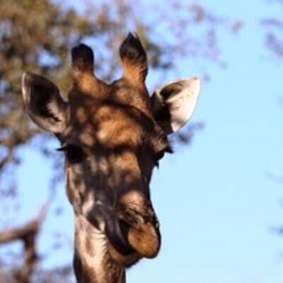 catcurtis1982's profile image