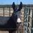 speedfarmer's profile image