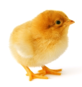 Online classified poultry adverts