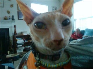 rexcatz's profile picture. 