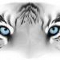 Rise Of The Tiger (@riseofthetiger) 's Twitter Profile