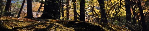 Specializing in helping Tree Service & Lawn Care companies increase their web presence through organic internet marketing techniques.