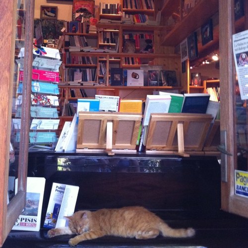 amucciaccio's profile picture. 