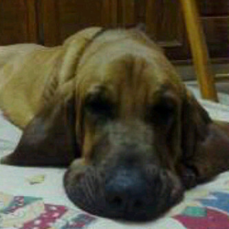 CeciDallaCosta's profile picture. 