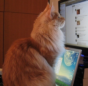 chobineko27's profile picture. 野良上がりのチャトラです。ほぼ独り言なのでかるーく流してくださいな。サッカーと音楽とMONO好きです。トリコロール愛/VOCALがヘビロー/おかげで奏者さん達大好き/流れでアニメ/流れでラノベ/御琴は俺の嫁/ももクロ赤推し/うしじま組参加宣言/自然と環境と器は良いよね！作文は苦手…やっぱり猫が好き!!