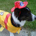 Lucy Lou Corgi (@lucycorgi) Twitter profile photo Lucy Lou Corgi (@lucycorgi) Twitter profile photo