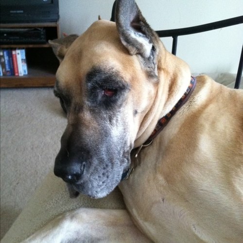 danegal1's profile picture. 