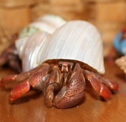 is_a_crab's profile picture. im crab