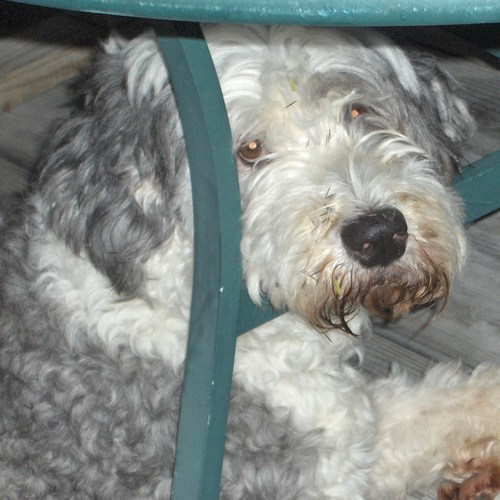 ewarttouzot's profile picture. Christian, Anglican,wife, mother, grandmother,designer,trader,horticulturist,photographer, lover of France, art and antiques ,old English sheepdogs and Pulis'