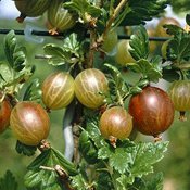 Penguinzophren's profile picture. Cuisiniere et aide de camp pour le chevalier penguinzophren, le chevalier sans spam et sans reproche. http://t.co/OFaHAUkBE4