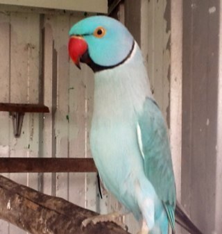 Bluebirdwhatsup's profile picture. 