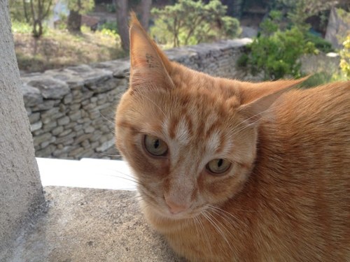 PourrierC's profile picture. 