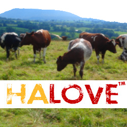HaLove™ = Kosher Organic Ethical Milk from Rare Breed Happy Cows - An Artisan Milk - From the Ribble Valley & available in Manchester, Bradford & soon London UK