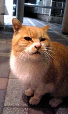 １番好きなキャラクターはカピバラさん。 猫＆ゆるキャラ＆すみっコぐらし＆リラックマ＆ちいかわ＆旅も大好きな昔のヲタクです。
サッカーも大好きでジュビロ磐田を長く応援してます。
 Instagramがメインなのでこちらは主に愚痴＆情報収集用です