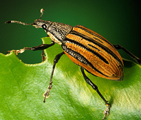 The Center for Invasive Species Reasearch, California