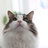 yoko_sugar3's profile image