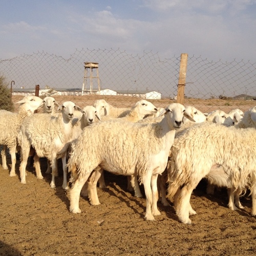 أقدم لكم عروضي وموقعي 
الطائف -الحويه - طريق السيل
لتواصل
أبو سعد
٠٥٤٩٦٩٤٤٧١