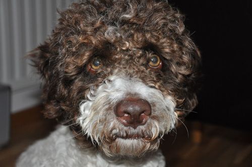 Close to 60. Father of 3, grandfather of 3. Married to Eva since 1973. Have a lovely, crazy dog called Enzo (Lagotto Romagnolo). Drive Mustang convertible -07.