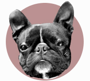 FrankTheBoston's profile picture. Frank The Boston Terrier - dog, nudist, lover, bird chaser.