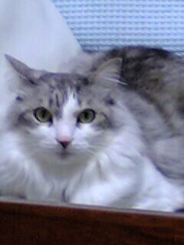 101minsu56's profile picture. シアペン(●`∀´●)5人の東方神起もJYJもホミンの東方神起も好きです！
韓国語勉強中。잘 부탁합니다(^^)
英語もちょっと勉強中。