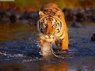 maulioa's profile picture. sou  um  gato