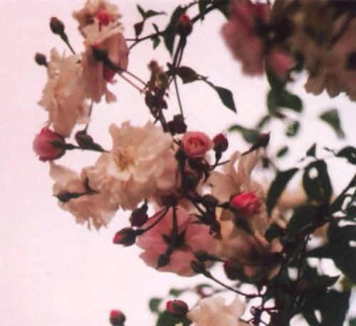 mryamyosef's profile picture. ‏ما أروع أن تدار الحياة بهدوء ، وما أجمل أن نتعامل مع الصعاب بتأن.