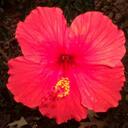 Martha Cryer - @cryermd - Twitter