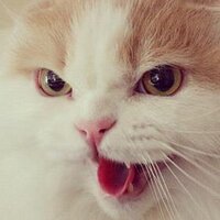 ɐpıɥsıu🌗ıɯɐɯɐʇ (@kojirowo) Twitter profile photo
