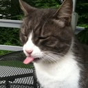 Sally McKay - @turbats - Twitter