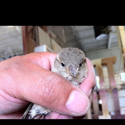 KINGxPHANTOM's profile picture. 