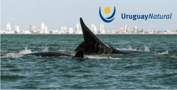 Esta es una propuesta de Uruguay Natural para seguir a las Ballenas vía twitter. Sumate e informales a todos donde están!!